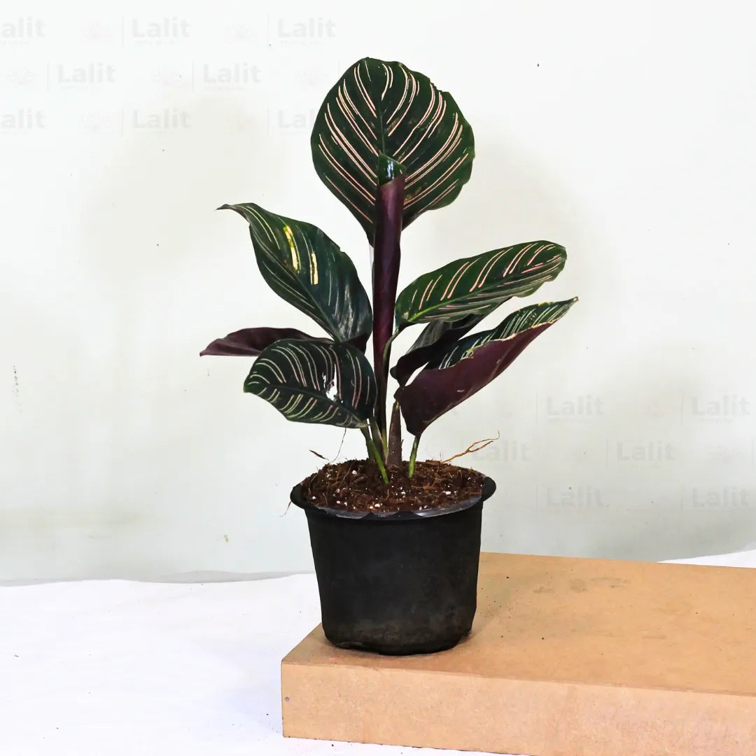 Buy Marantha Ornata (Maranta Majestica, Calathea Ornata) - Plant Online at Lalitenterprise