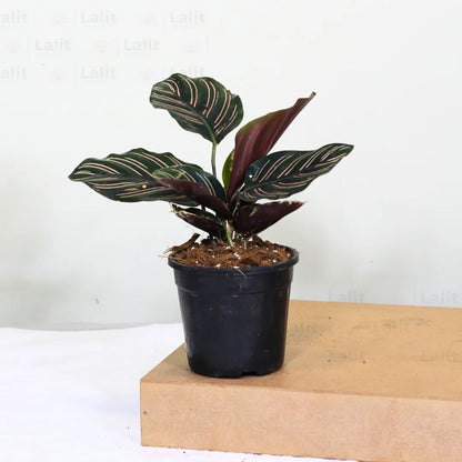 Buy Marantha Ornata (Maranta Majestica, Calathea Ornata) - Plant Online at Lalitenterprise