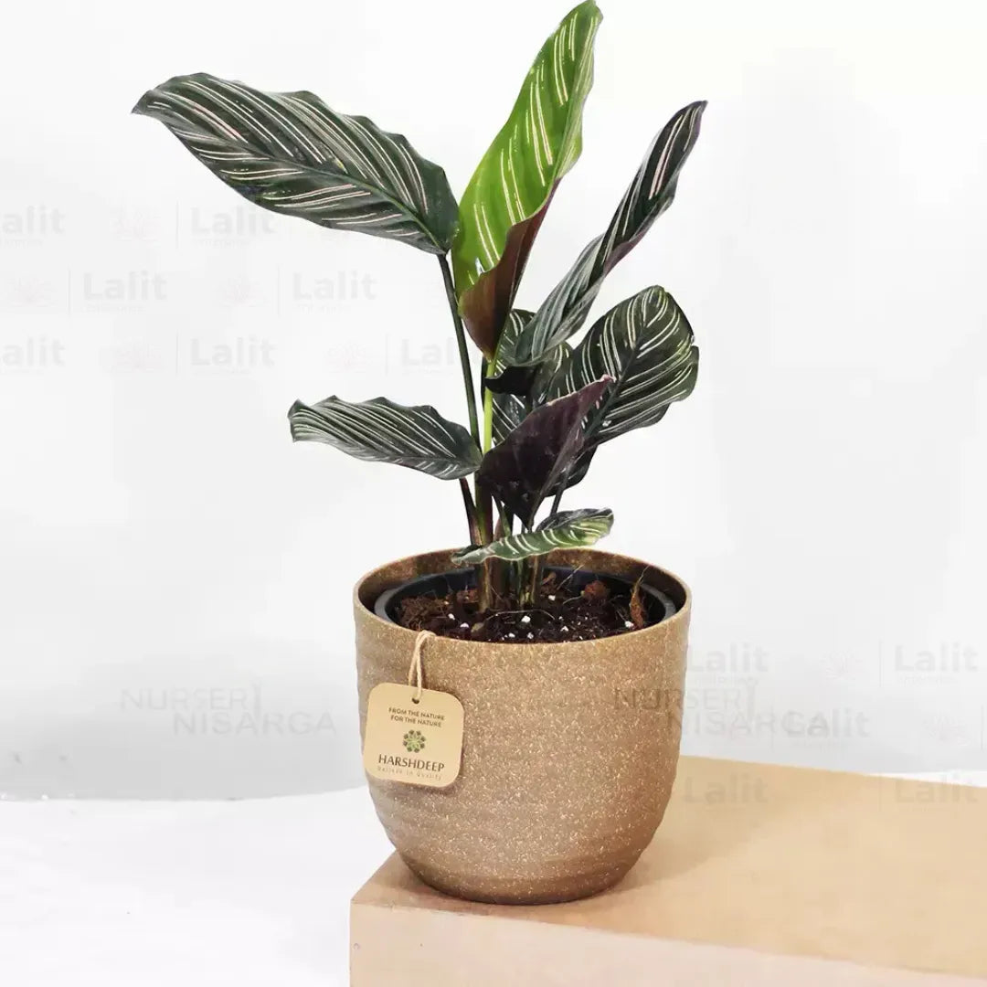 Buy Maranta Majestica - Plant Online at Lalitenterprise