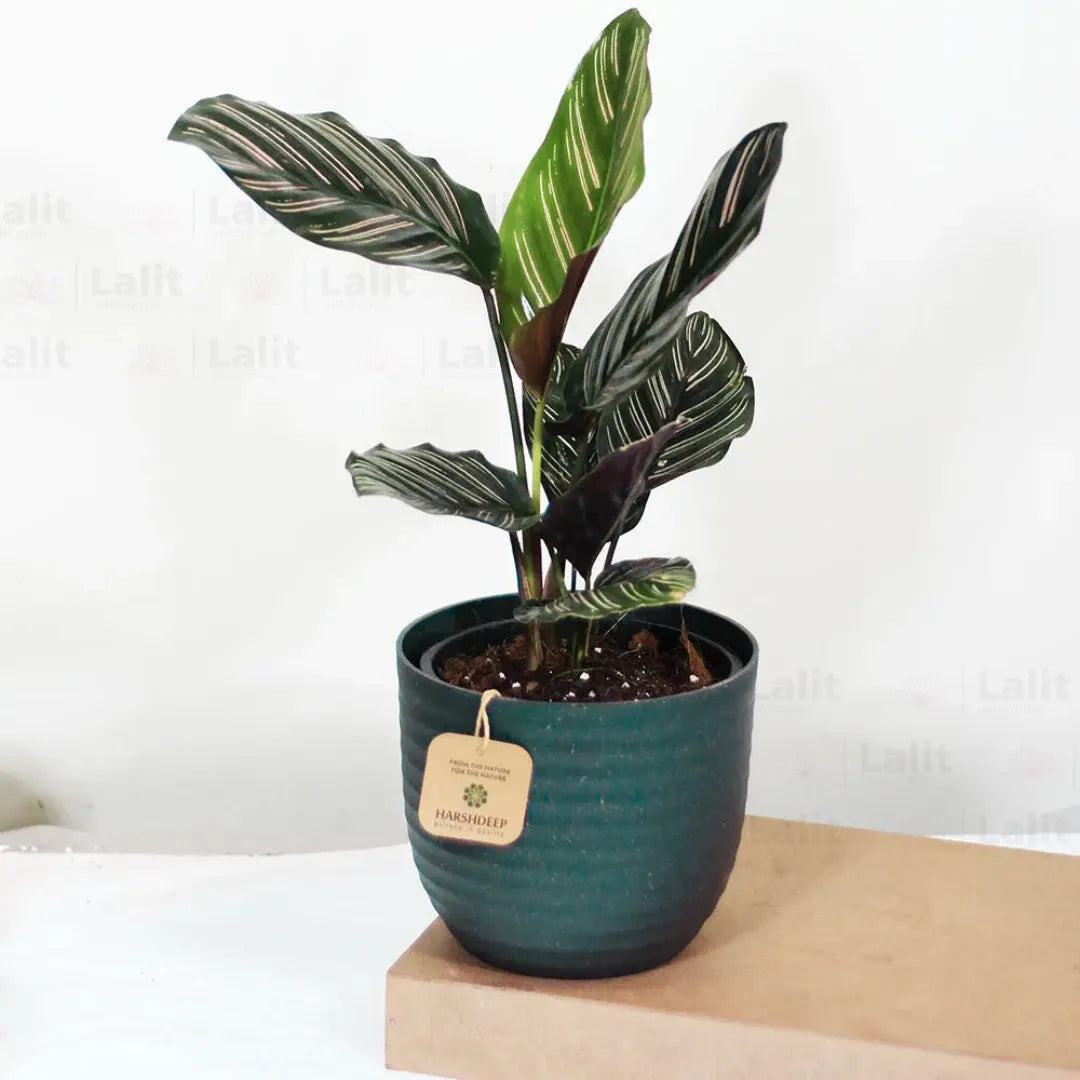 Buy Calathea Ornata - Plant Online at Lalitenterprise