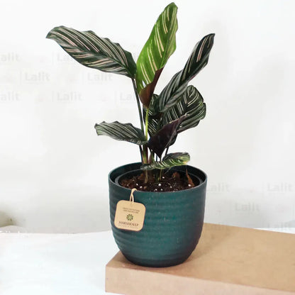 Buy Calathea Ornata - Plant Online at Lalitenterprise