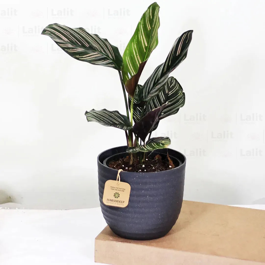 Buy Marantha Ornata Plant (Maranta Majestica, Calathea Ornata) - Plant Online at Lalitenterprise