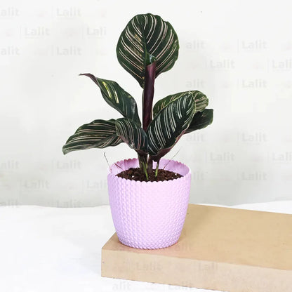 Buy Maranta Majestica - Plant Online at Lalitenterprise