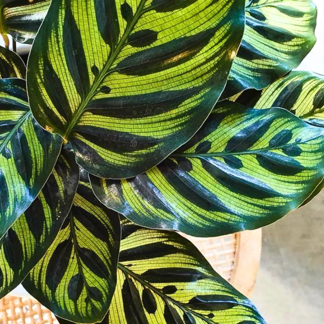 Buy Calathea Peacock (Calathea Makoyana) – Plant Online at Lalitenterprise