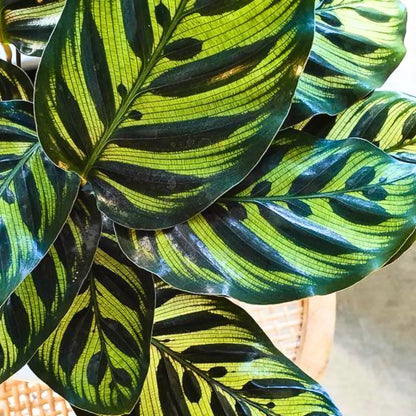 Buy Calathea Peacock (Calathea Makoyana) – Plant Online at Lalitenterprise