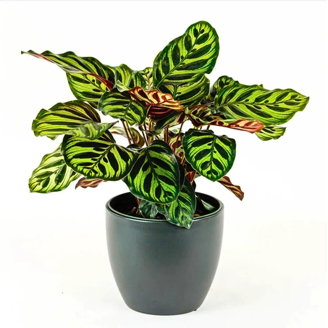 Buy Calathea Makoyana – Plant Online at Lalitenterprise