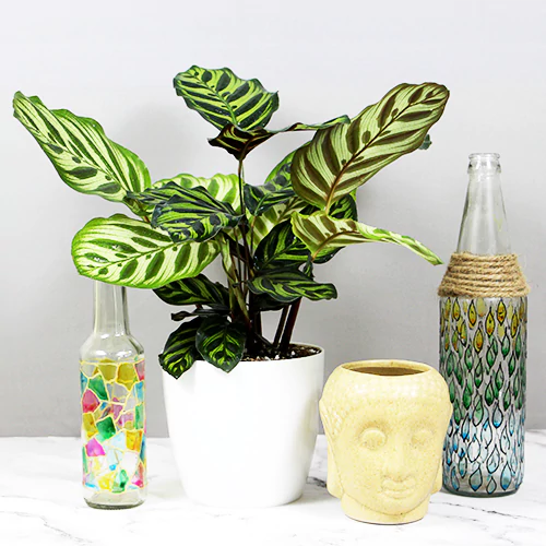 Buy Calathea Peacock – Plant Online at Lalitenterprise