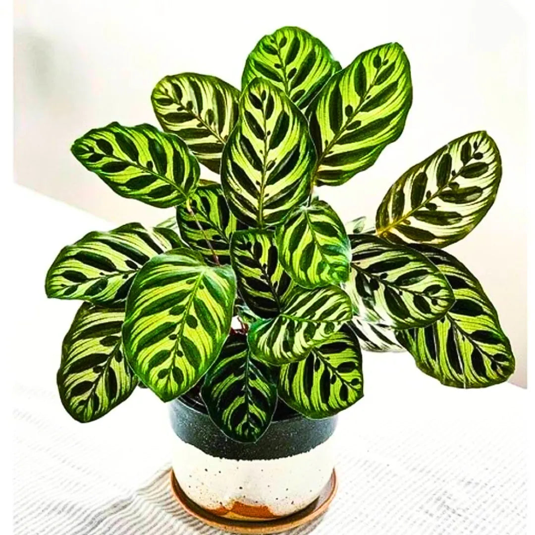 Buy Calathea Makoyana – Plant Online at Lalitenterprise