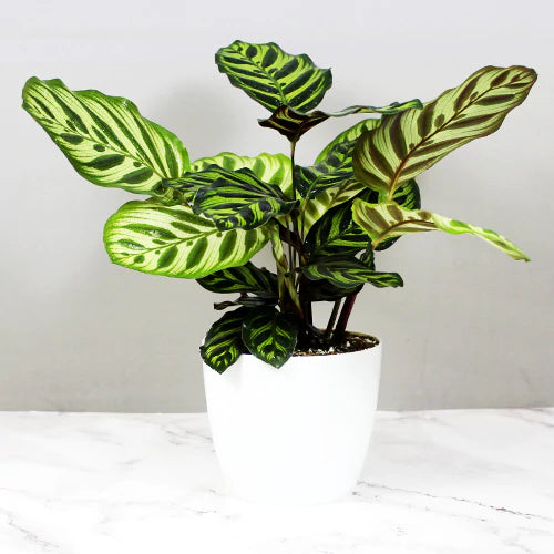 Buy Calathea Peacock (Calathea Makoyana) – Plant Online at Lalitenterprise