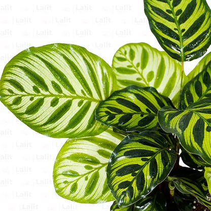 Buy Calathea Peacock – Plant Online at Lalitenterprise