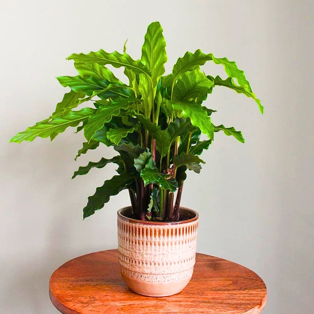 Buy Calathea Rufibarba | Goeppertia Rufibarba | Furry Feather Calathea – Plant Online at Lalitenterprise