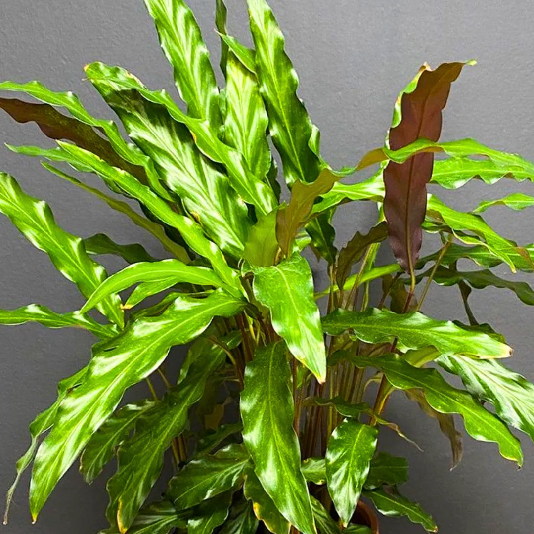 Buy Furry Feather Calathea – Plant Online at Lalitenterprise