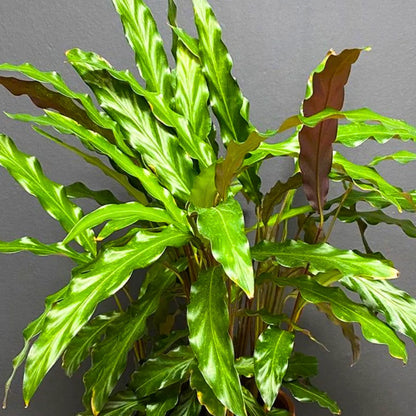 Buy Furry Feather Calathea – Plant Online at Lalitenterprise