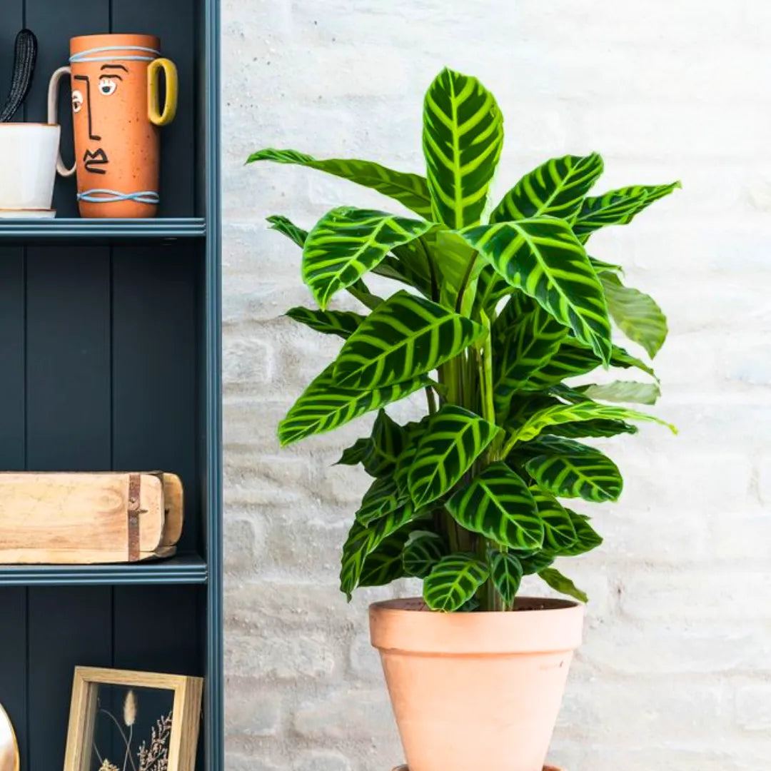 Buy Calathea Zebrina | Goeppertia Zebrina| Zebra Plant Online at Lalitenterprise