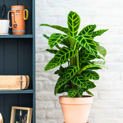 Buy Calathea Zebrina | Goeppertia Zebrina| Zebra Plant Online at Lalitenterprise