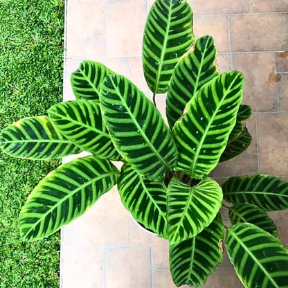 Buy Goeppertia Zebrina Plant Online at Lalitenterprise