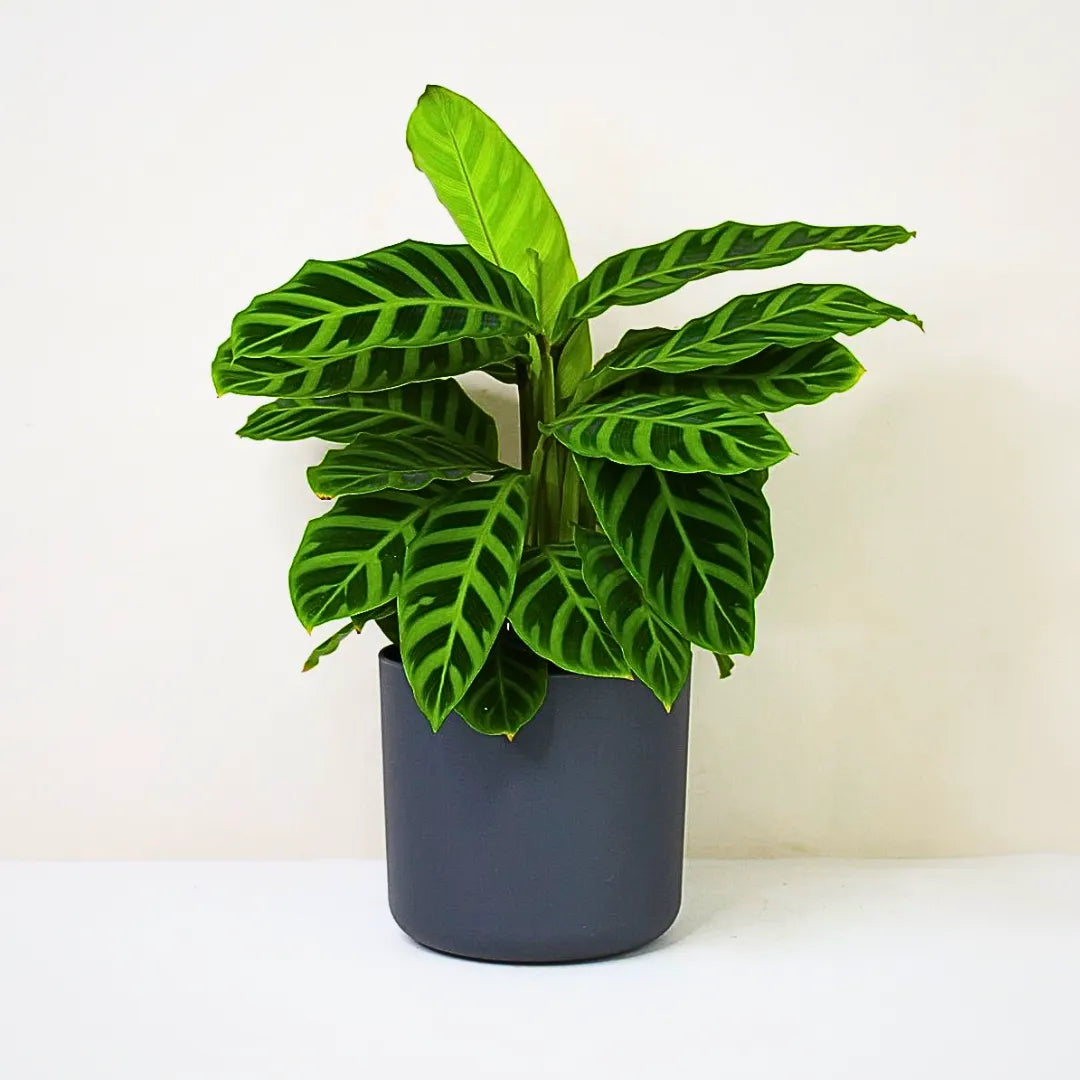 Buy Calathea Zebrina Online at Lalitenterprise