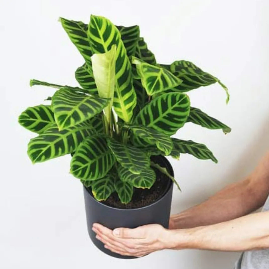 Buy Calathea Zebrina | Goeppertia Zebrina| Zebra Plant Online at Lalitenterprise
