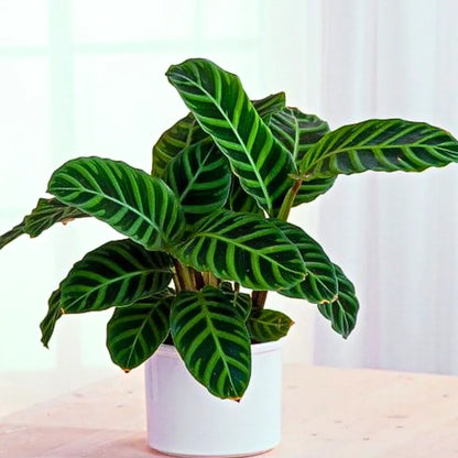 Buy Zebra Plant Online at Lalitenterprise