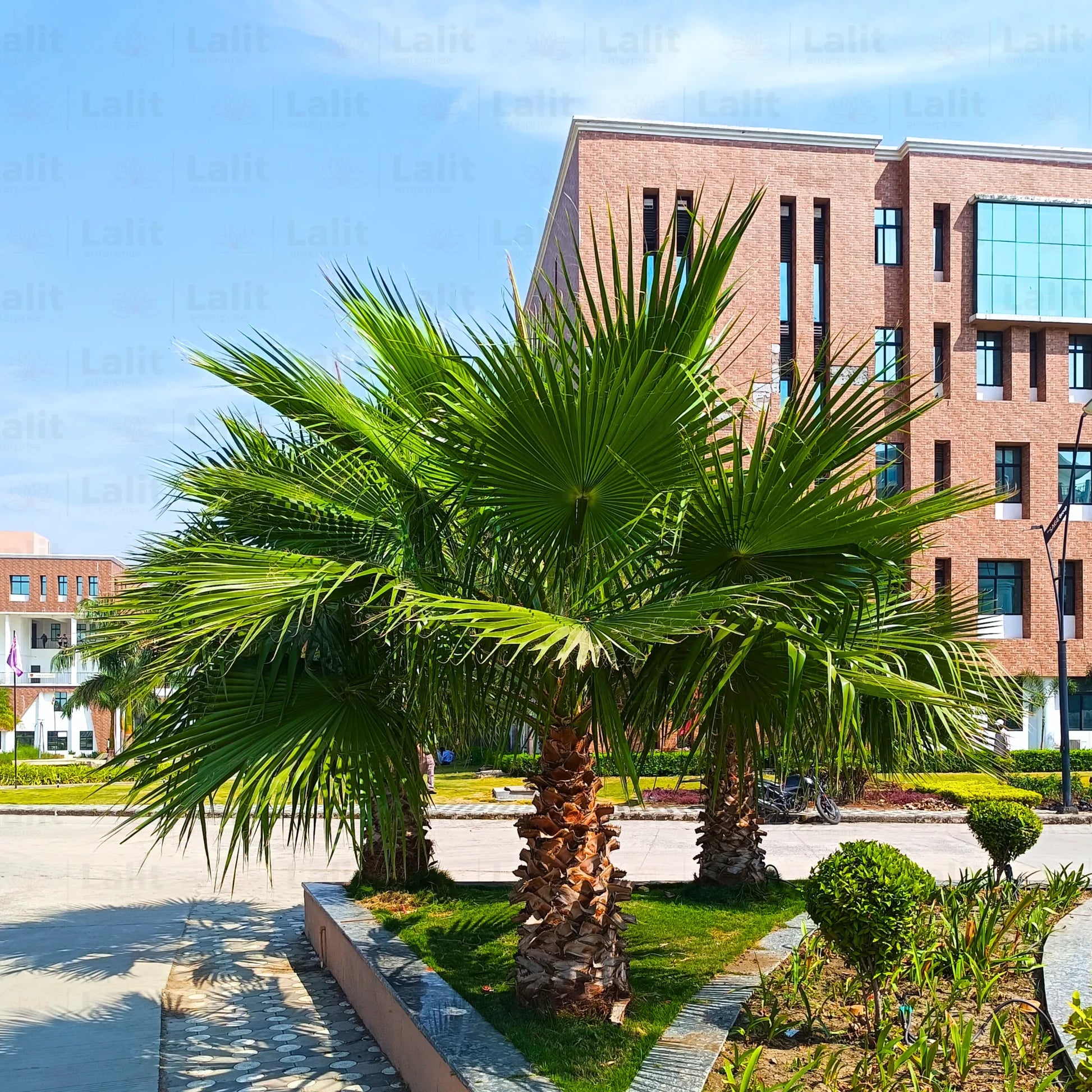 buy palm plants online California Palm (Washingtonia Filifera)