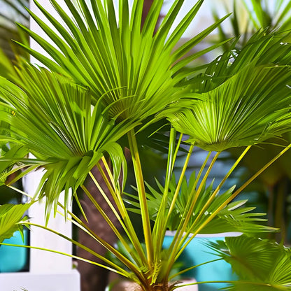 california palm house plant California Palm (Washingtonia Filifera)