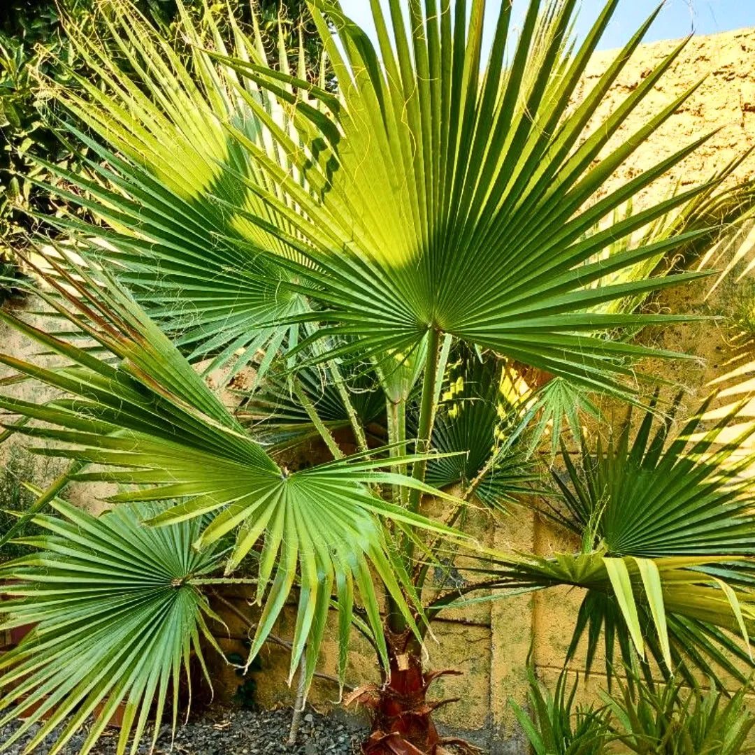 Buy Washingtonia Filifera Palm - Plant Online at Lalitenterprise