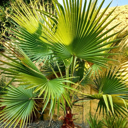 Buy Washingtonia Filifera Palm - Plant Online at Lalitenterprise