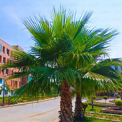 palm plant price California Palm (Washingtonia Filifera)