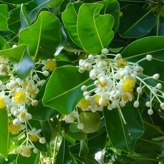Buy Calophyllum Inophyllum (Alexandrian Laurel) - Plant Online at Lalitenterprise