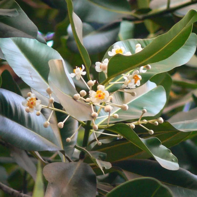 Buy Calophyllum Inophyllum (Alexandrian Laurel) - Plant Online at Lalitenterprise