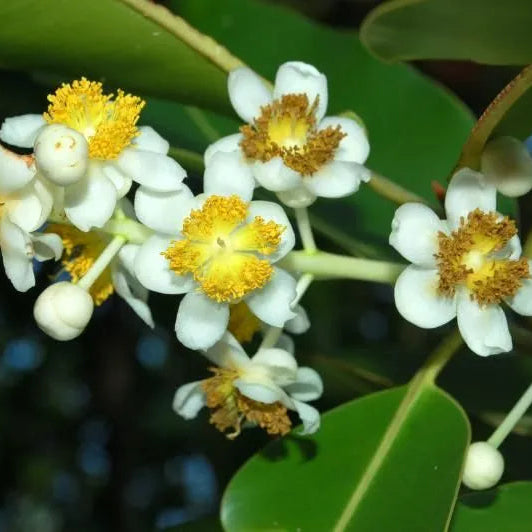 Buy Calophyllum Inophyllum (Alexandrian Laurel) - Plant Online at Lalitenterprise