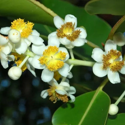 Buy Calophyllum Inophyllum (Alexandrian Laurel) - Plant Online at Lalitenterprise