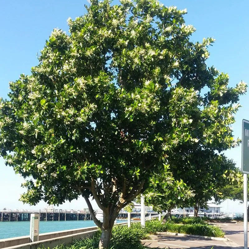 Buy Calophyllum Inophyllum (Alexandrian Laurel) - Plant Online at Lalitenterprise