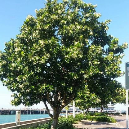 Buy Calophyllum Inophyllum (Alexandrian Laurel) - Plant Online at Lalitenterprise