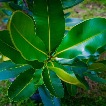Buy Calophyllum Inophyllum (Alexandrian Laurel) - Plant Online at Lalitenterprise