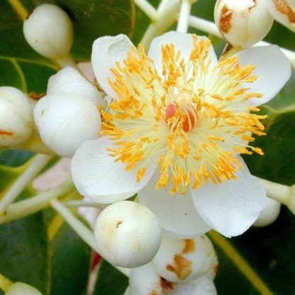 Buy Calophyllum Inophyllum (Alexandrian Laurel) - Plant Online at Lalitenterprise