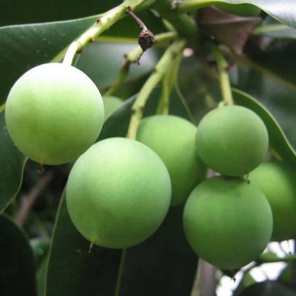 Buy Calophyllum Inophyllum (Alexandrian Laurel) - Plant Online at Lalitenterprise
