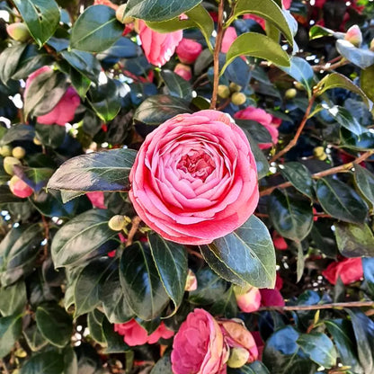 Buy Camellia (Japanese Camellia) - Plant Online at Lalitenterprise