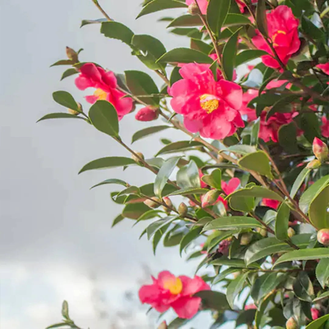 Buy Camellia (Japanese Camellia) - Plant Online at Lalitenterprise