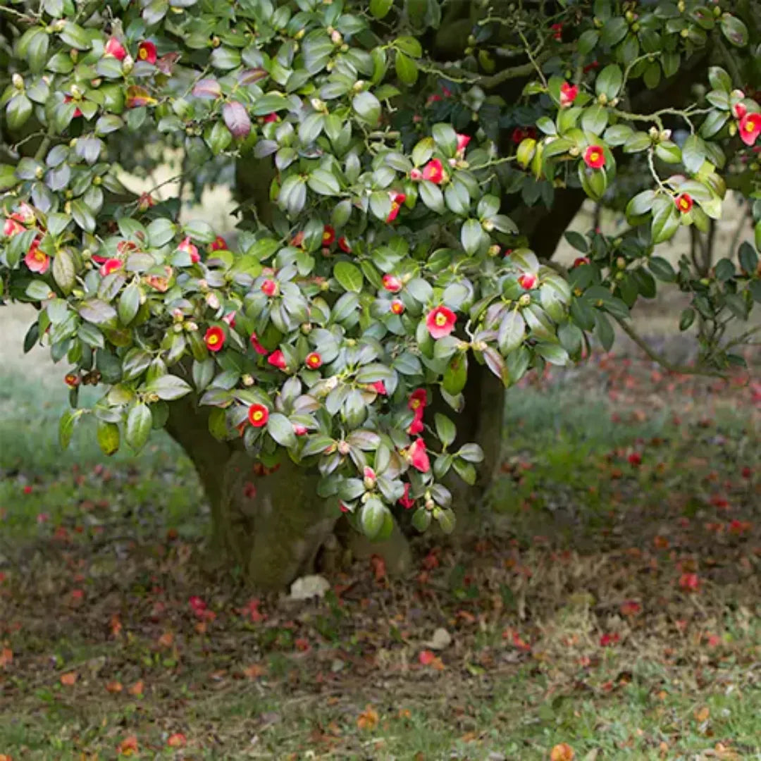 Buy Camellia (Japanese Camellia) - Plant Online at Lalitenterprise