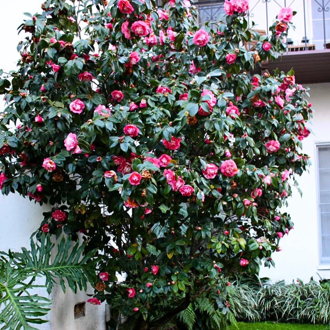 Cameri Plant Camellia (Japanese Camellia) - Plant – Lalit Enterprise