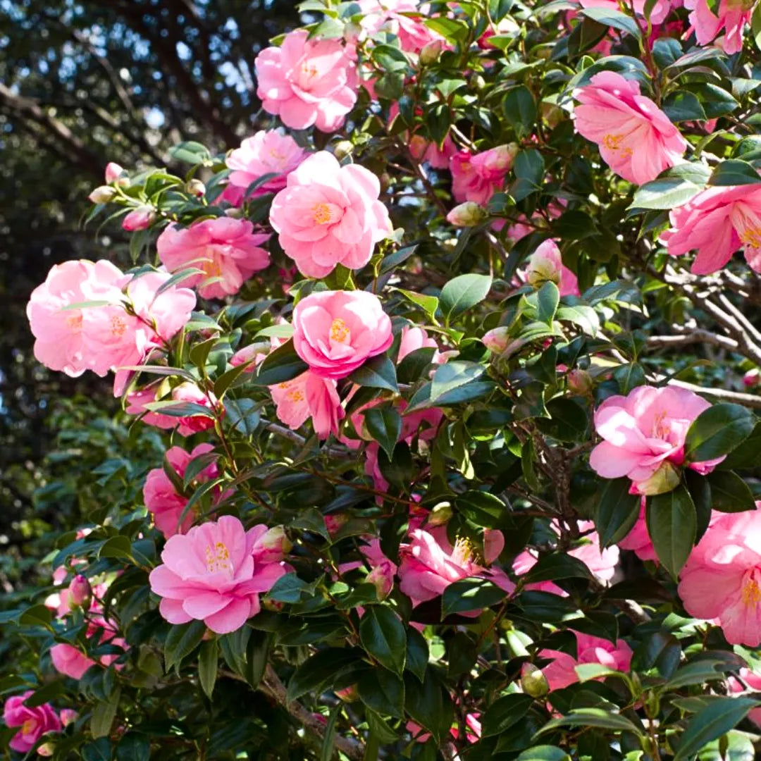 Buy Camellia (Japanese Camellia) - Plant Online at Lalitenterprise