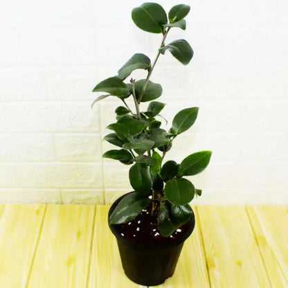 Buy Camellia (Japanese Camellia) - Plant Online at Lalitenterprise
