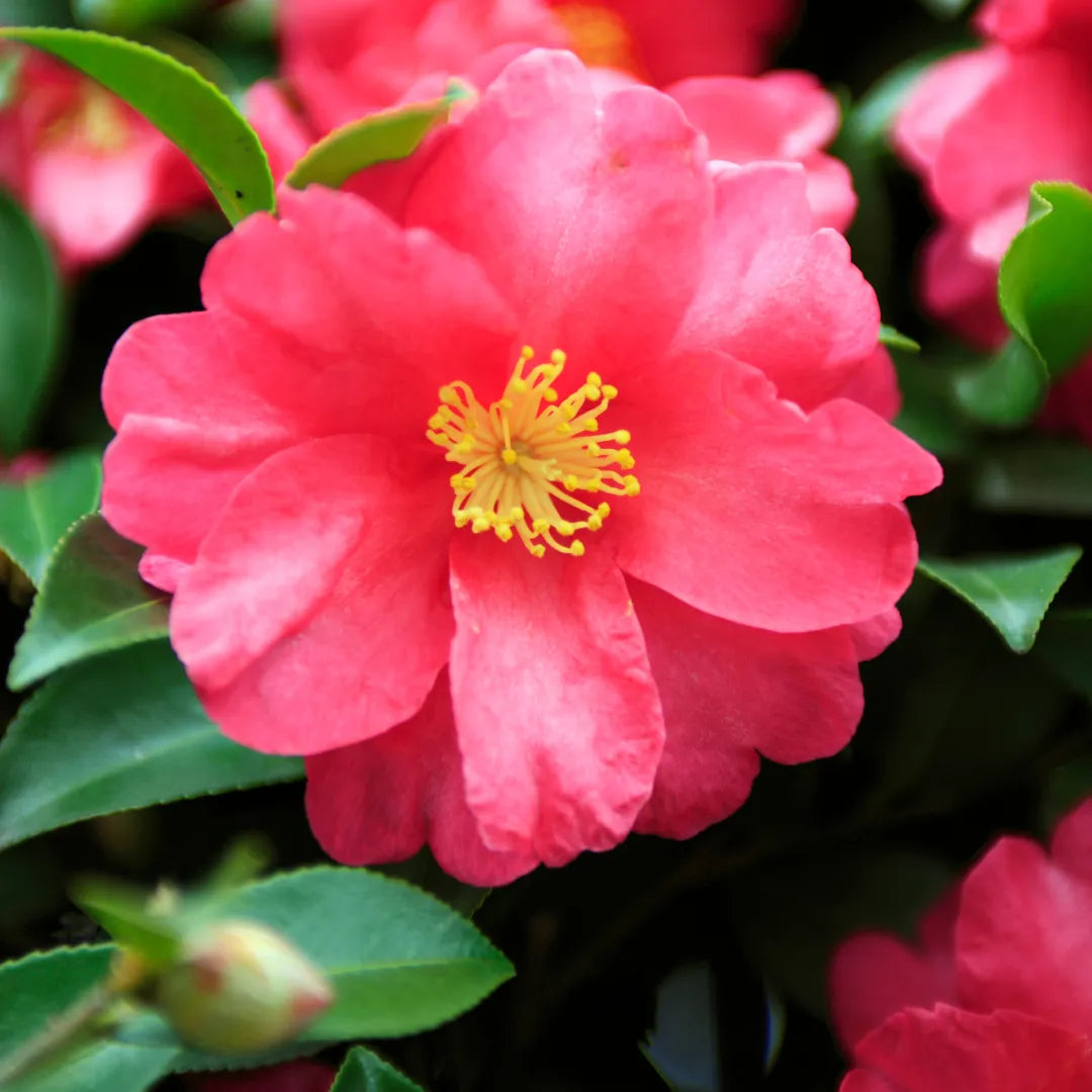 Buy Camellia (Japanese Camellia) - Plant Online at Lalitenterprise 