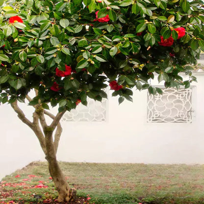 Buy Camellia (Japanese Camellia) - Plant Online at Lalitenterprise