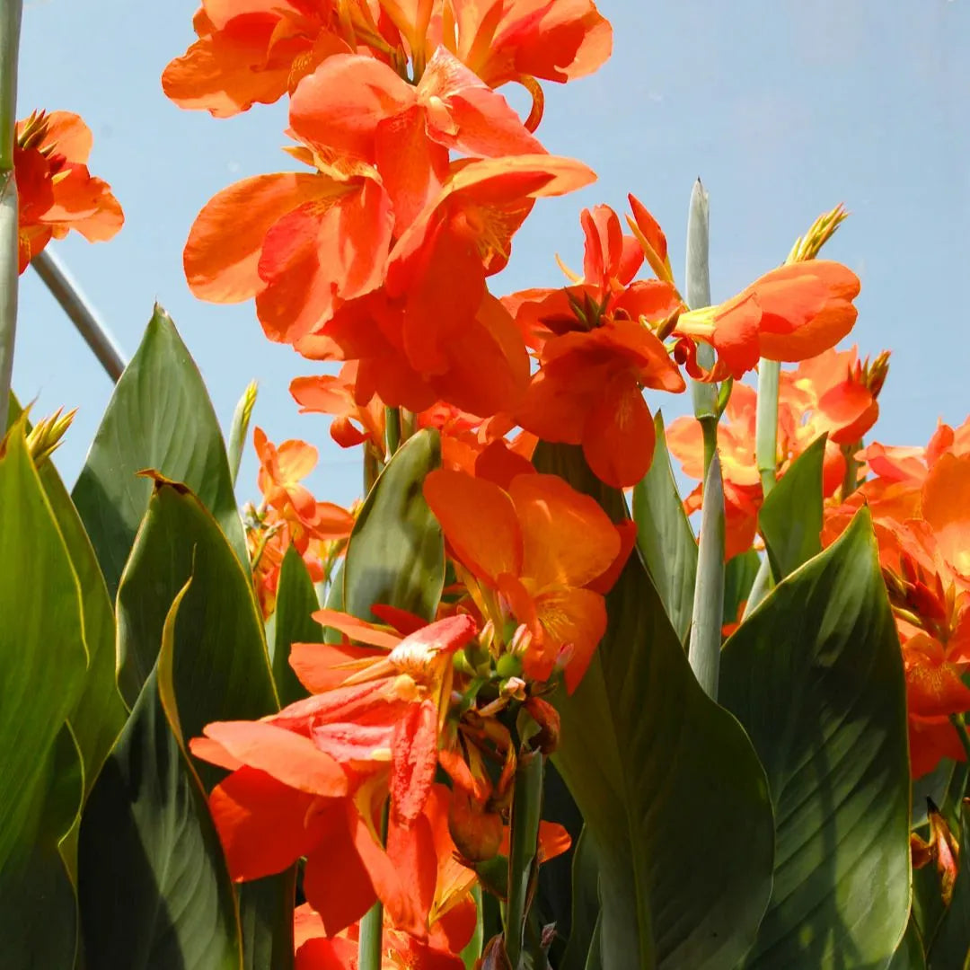 Buy Canna Lily (Indian shot) Orange - Plant Online at Lalitenterprise