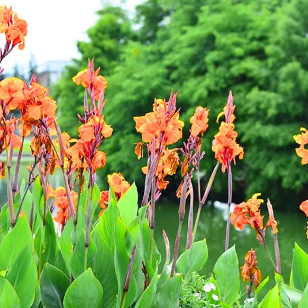 Buy Canna Lily (Indian shot) Orange - Plant Online at Lalitenterprise