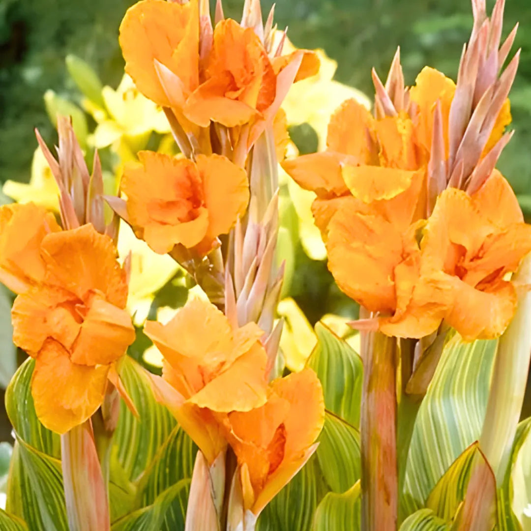 Buy Canna Lily Variegated - Plant Online at Lalitenterprise
