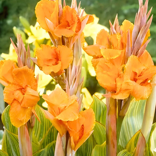 Buy Canna Lily Variegated - Plant Online at Lalitenterprise