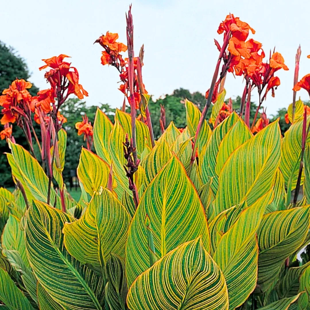 Buy Canna Lily Variegated - Plant Online at Lalitenterprise